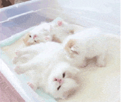 猫咪 白毛 可爱 塑料箱