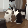 小猫 打架 可爱 黑色