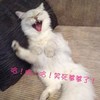 哈哈哈 笑死爹爹了 猫咪 可爱