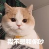 萌宠 猫星人 我不想和你吵 生气 呆萌 可爱