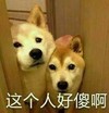 萌宠 汪星人 这个人好傻啊 惊讶 呆萌 可爱