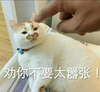 萌宠 喵星人 劝你不要太嚣张 警告 呆萌 可爱