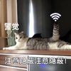 萌宠 喵星人 警觉 注意隐蔽 呆萌 可爱