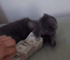 猫咪 萌宠 搞笑 内涵段子