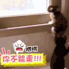 萌宠 猫咪 你不能走 拽回来