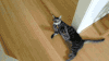 猫咪 喵星人 移动 光滑 搞笑