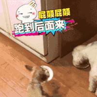 汪星人 狗狗 可爱 萌宠