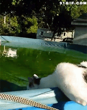 小猫 跳水