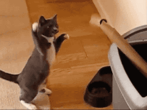 猫咪 拳击 有趣 可爱的