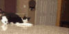 猫咪   可爱    外国      搞笑