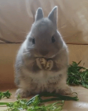 兔子 吃菜 可爱 灰色的毛