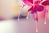 小花 花朵 粉色 花蕊