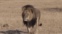 萌宠 狮子 lion