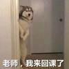 萌宠 汪星人 老师 我回来了 搞怪 呆萌