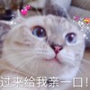 萌宠 猫星人 过来给我亲一口 爱你 搞怪 呆萌