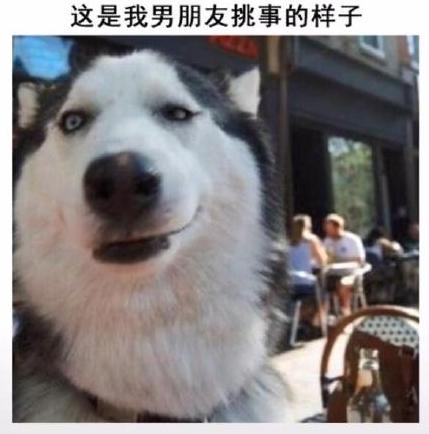 男朋友 汪星人 哈士奇 搞笑 萌宠