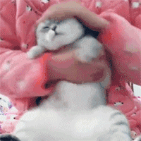 抖音 搓猫头 soogif soogif出品