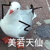 萌宠 鸽子 美若天仙 自信 呆萌 可爱