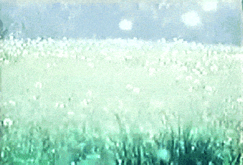美景 草地 陽光 落葉