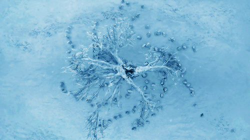 下雪 风景 雪花 树挂
