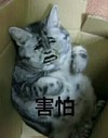 金馆长 猫咪 八字眉 害怕