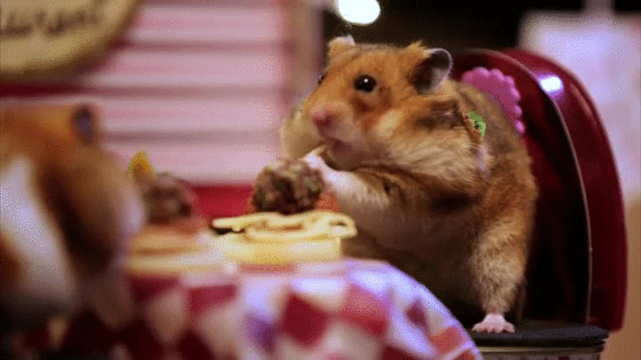仓鼠 hamster 吃货 约会