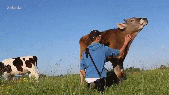 草原 奶牛 有爱 可爱的