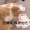 萌宠 喵星人 打牌吗 麻将也行 憨憨 可爱