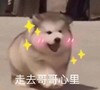 萌宠 汪星人 走去哥哥心里 爱情 呆萌 可爱