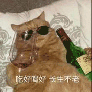 沙雕猫 猫咪 猫 可爱猫 猫表情包 猫咪表情包 小猫