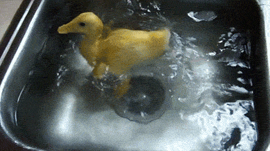 鸭子 游泳 可爱 洗手池 搞笑