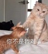 萌宠 猫星人 你不是我对手 嫌弃 呆萌 可爱