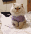 猫咪  玩耍   搞笑  可笑