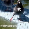 萌宠 鸽子 试探 作死 呆萌 逗