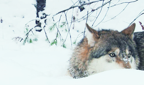 冷的 cold 狼 吃雪