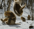 动物 猴子 搞笑 玩耍 寒冷