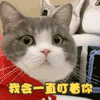 萌宠 猫星人 我会一直盯着你 看着你 搞怪 逗