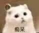 萌宠 喵星人 痴呆 愣住 呆萌 搞怪