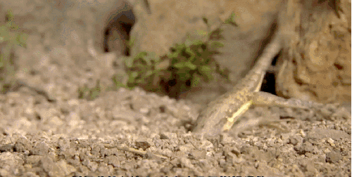 动物 斑马尾蜥蜴 纪录片 隐秘王国 钻土