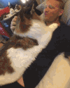 喵星人 趴 抚摸 起身 好大的猫 有爱