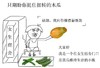 金馆长 卖货 蔬菜 大家好我是女生宿舍门口卖黄瓜维持生计的小贩:只期盼你挺住扭转的木瓜