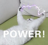 萌宠 猫星人 power 强大 呆萌 可爱