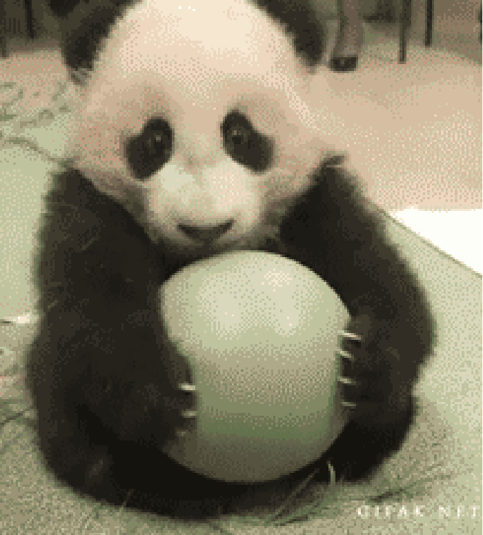 熊猫 争抢 玩球 胖胖哒