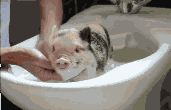 猪猪 洗澡 享受 可爱