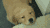 萌宠 宠物 搞笑 嗝儿 萌 gif