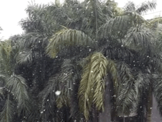 椰子树 下雪 大风 摇晃
