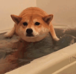 柴犬 游泳 泡澡 可爱