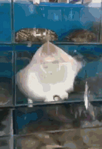搞笑 下雨 小鱼鱼 可爱