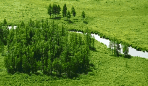 南温河 树 湿地保护区 纪录片 绿地 航拍中国 黑龙江