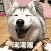 萌宠 汪星人 嘿嘿嘿 傻笑 搞怪 呆萌
